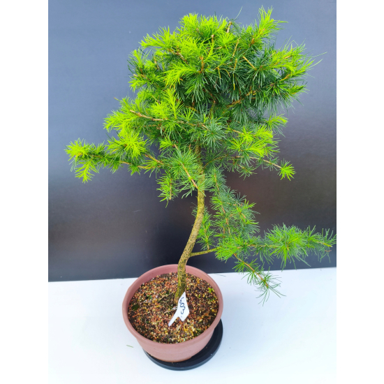 Żywe Drzewko Bonsai Modrzew Europejski Larix Decidua Prezent 11-letni 603