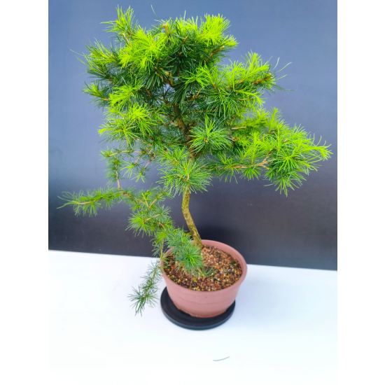 Żywe Drzewko Bonsai Modrzew Europejski Larix Decidua Prezent 11-letni 603