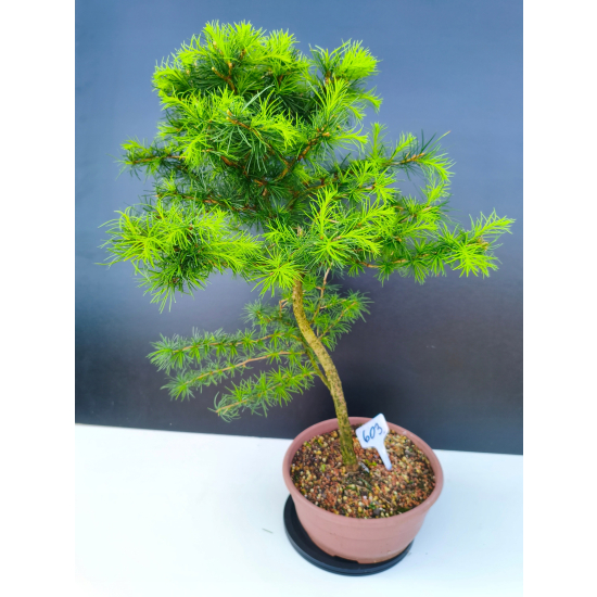 Żywe Drzewko Bonsai Modrzew Europejski Larix Decidua Prezent 11-letni 603
