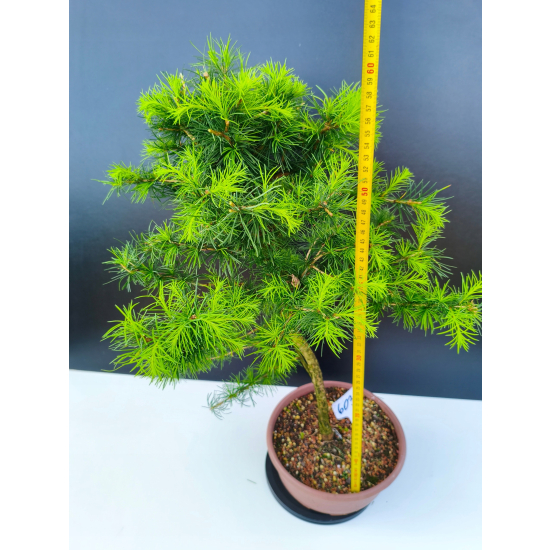 Żywe Drzewko Bonsai Modrzew Europejski Larix Decidua Prezent 11-letni 603