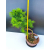 Żywe Drzewko Bonsai Modrzew Europejski Larix Decidua Prezent 11-letni 605