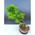 Żywe Drzewko Bonsai Modrzew Europejski Larix Decidua Prezent 11-letni 605