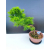 Żywe Drzewko Bonsai Modrzew Europejski Larix Decidua Prezent 11-letni 605