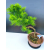 Żywe Drzewko Bonsai Modrzew Europejski Larix Decidua Prezent 11-letni 605