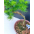 Żywe Drzewko Bonsai Modrzew Europejski Larix Decidua Prezent 11-letni 605
