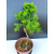 Żywe Drzewko Bonsai Modrzew Europejski Larix Decidua Prezent 11-letni 605
