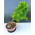 Żywe Drzewko Bonsai Modrzew Europejski Larix Decidua Prezent 11-letni 605