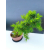 Żywe Drzewko Bonsai Modrzew Europejski Larix Decidua Prezent 11-letni 605
