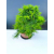 Żywe Drzewko Bonsai Modrzew Europejski Larix Decidua Prezent 11-letni 605