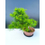 Żywe Drzewko Bonsai Modrzew Europejski Larix Decidua Prezent 11-letni 605