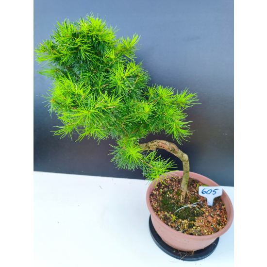 Żywe Drzewko Bonsai Modrzew Europejski Larix Decidua Prezent 11-letni 605