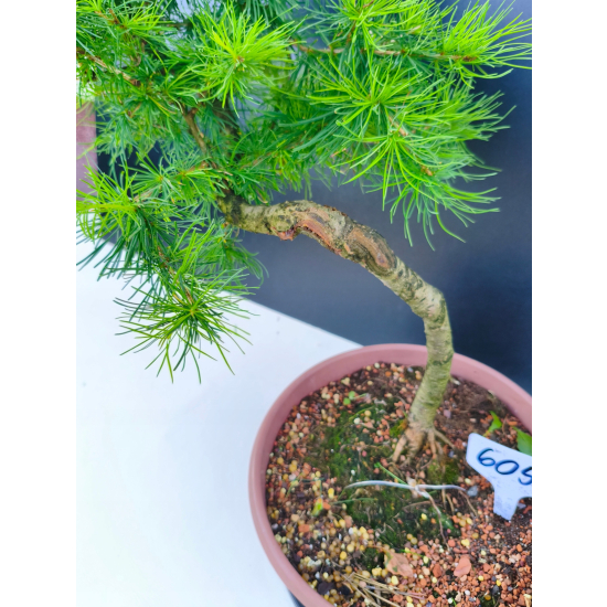 Żywe Drzewko Bonsai Modrzew Europejski Larix Decidua Prezent 11-letni 605