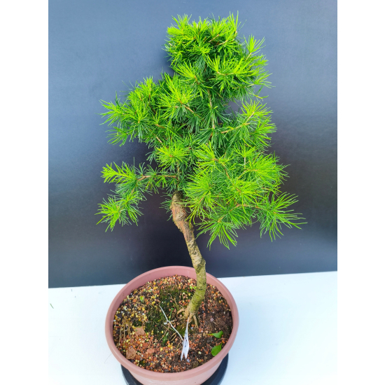 Żywe Drzewko Bonsai Modrzew Europejski Larix Decidua Prezent 11-letni 605