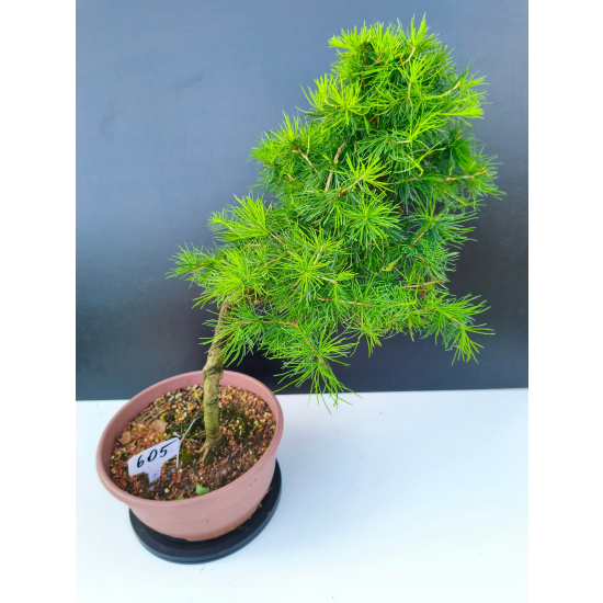 Żywe Drzewko Bonsai Modrzew Europejski Larix Decidua Prezent 11-letni 605