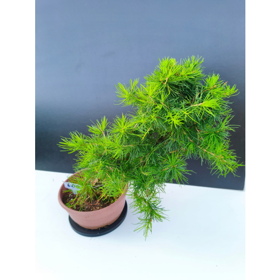 Żywe Drzewko Bonsai Modrzew Europejski Larix Decidua Prezent 11-letni 605