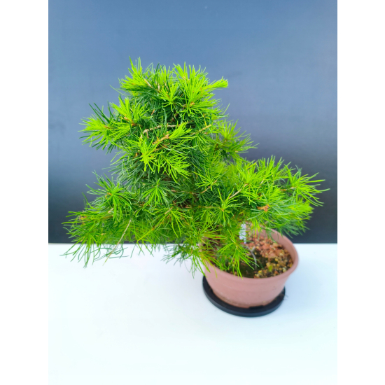Żywe Drzewko Bonsai Modrzew Europejski Larix Decidua Prezent 11-letni 605