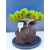 Żywe Drzewko Bonsai Jałowiec Rozesłany Procumbens 11-letni +GRATIS 543