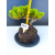 Żywe Drzewko Bonsai Jałowiec Rozesłany Procumbens 11-letni +GRATIS 543