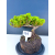 Żywe Drzewko Bonsai Jałowiec Rozesłany Procumbens 11-letni +GRATIS 543