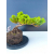 Żywe Drzewko Bonsai Jałowiec Rozesłany Procumbens 11-letni +GRATIS 543
