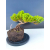 Żywe Drzewko Bonsai Jałowiec Rozesłany Procumbens 11-letni +GRATIS 543