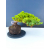 Żywe Drzewko Bonsai Jałowiec Rozesłany Procumbens 11-letni +GRATIS 543