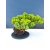 Żywe Drzewko Bonsai Jałowiec Rozesłany Procumbens 11-letni +GRATIS 543