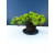 Żywe Drzewko Bonsai Jałowiec Rozesłany Procumbens 11-letni +GRATIS 543