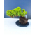 Żywe Drzewko Bonsai Jałowiec Rozesłany Procumbens 11-letni +GRATIS 543