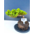 Żywe Drzewko Bonsai Jałowiec Rozesłany Procumbens 11-letni +GRATIS 543