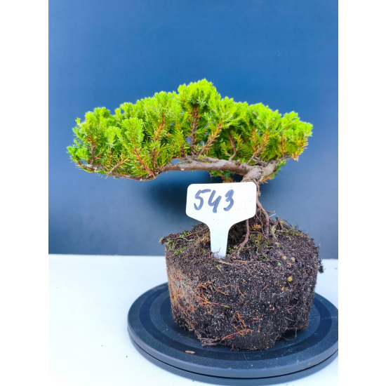Żywe Drzewko Bonsai Jałowiec Rozesłany Procumbens 11-letni +GRATIS 543