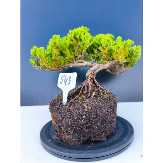 Żywe Drzewko Bonsai Jałowiec Rozesłany Procumbens 11-letni +GRATIS 543