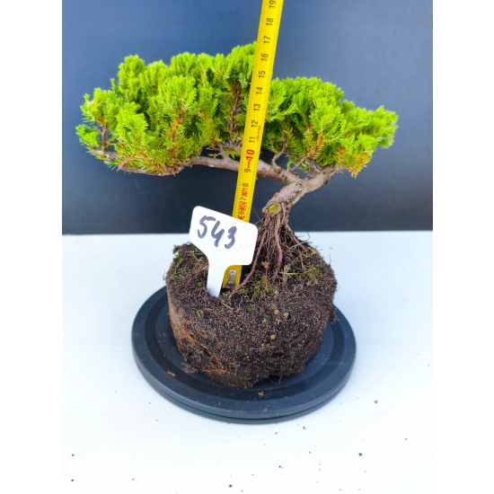 Żywe Drzewko Bonsai Jałowiec Rozesłany Procumbens 11-letni +GRATIS 543