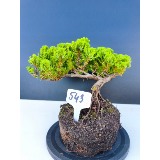 Żywe Drzewko Bonsai Jałowiec Rozesłany Procumbens 11-letni +GRATIS 543