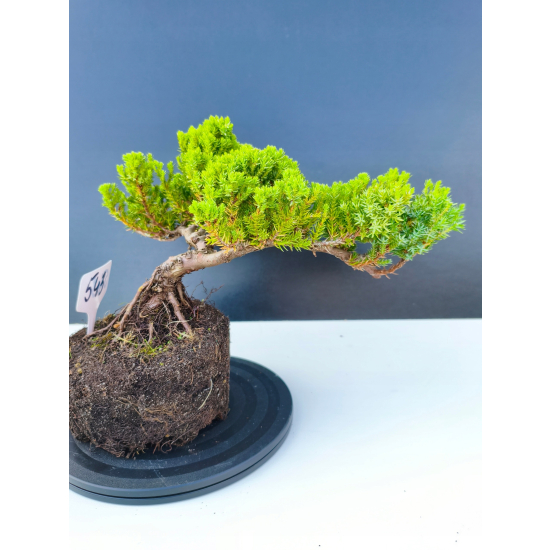 Żywe Drzewko Bonsai Jałowiec Rozesłany Procumbens 11-letni +GRATIS 543