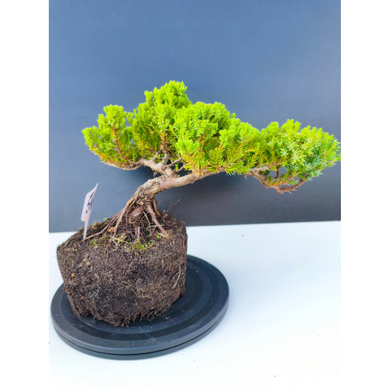 Żywe Drzewko Bonsai Jałowiec Rozesłany Procumbens 11-letni +GRATIS 543
