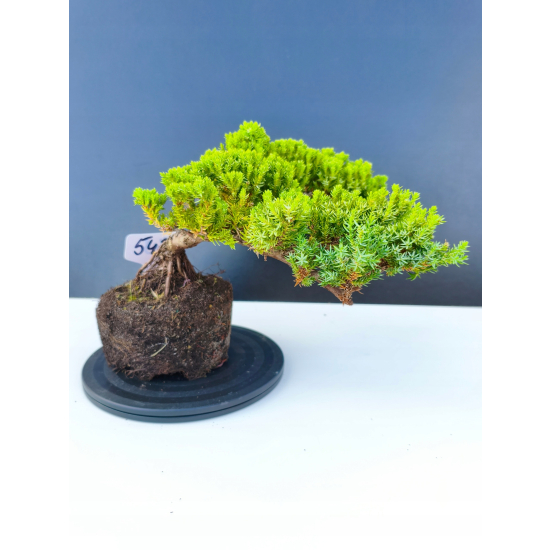 Żywe Drzewko Bonsai Jałowiec Rozesłany Procumbens 11-letni +GRATIS 543