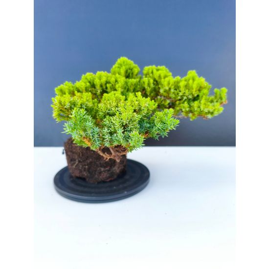 Żywe Drzewko Bonsai Jałowiec Rozesłany Procumbens 11-letni +GRATIS 543