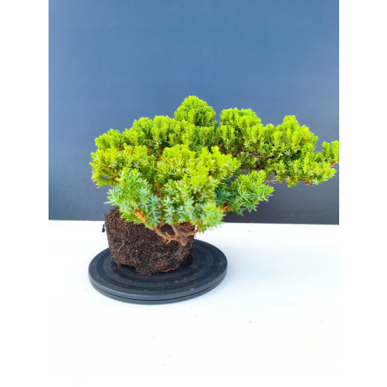 Żywe Drzewko Bonsai Jałowiec Rozesłany Procumbens 11-letni +GRATIS 543