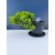 Żywe Drzewko Bonsai Jałowiec Rozesłany Procumbens 11-letni +GRATIS 548