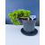 Żywe Drzewko Bonsai Jałowiec Rozesłany Procumbens 11-letni +GRATIS 548