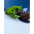 Żywe Drzewko Bonsai Jałowiec Rozesłany Procumbens 11-letni +GRATIS 548