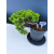 Żywe Drzewko Bonsai Jałowiec Rozesłany Procumbens 11-letni +GRATIS 548
