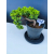 Żywe Drzewko Bonsai Jałowiec Rozesłany Procumbens 11-letni +GRATIS 548