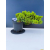 Żywe Drzewko Bonsai Jałowiec Rozesłany Procumbens 11-letni +GRATIS 548