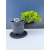 Żywe Drzewko Bonsai Jałowiec Rozesłany Procumbens 11-letni +GRATIS 548