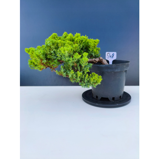 Żywe Drzewko Bonsai Jałowiec Rozesłany Procumbens 11-letni +GRATIS 548