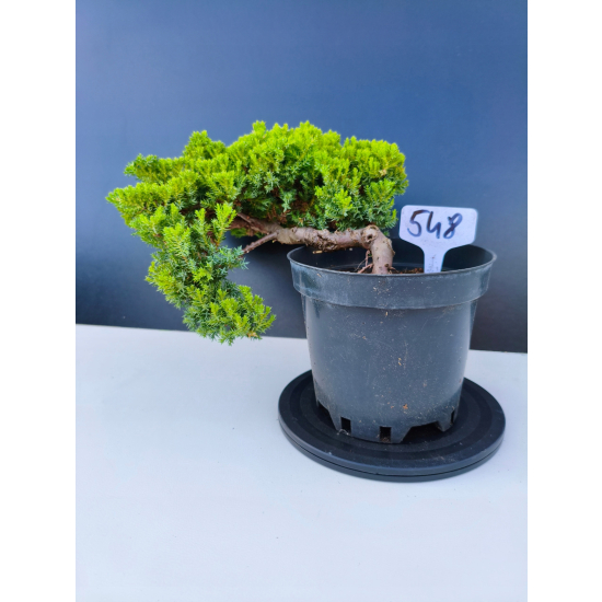 Żywe Drzewko Bonsai Jałowiec Rozesłany Procumbens 11-letni +GRATIS 548