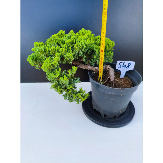 Żywe Drzewko Bonsai Jałowiec Rozesłany Procumbens 11-letni +GRATIS 548