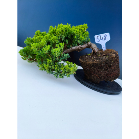 Żywe Drzewko Bonsai Jałowiec Rozesłany Procumbens 11-letni +GRATIS 548